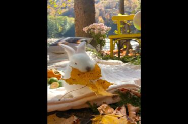 cute bunny rabbit eating #shorts