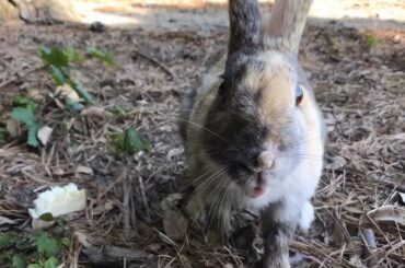 Cute rabbit came by