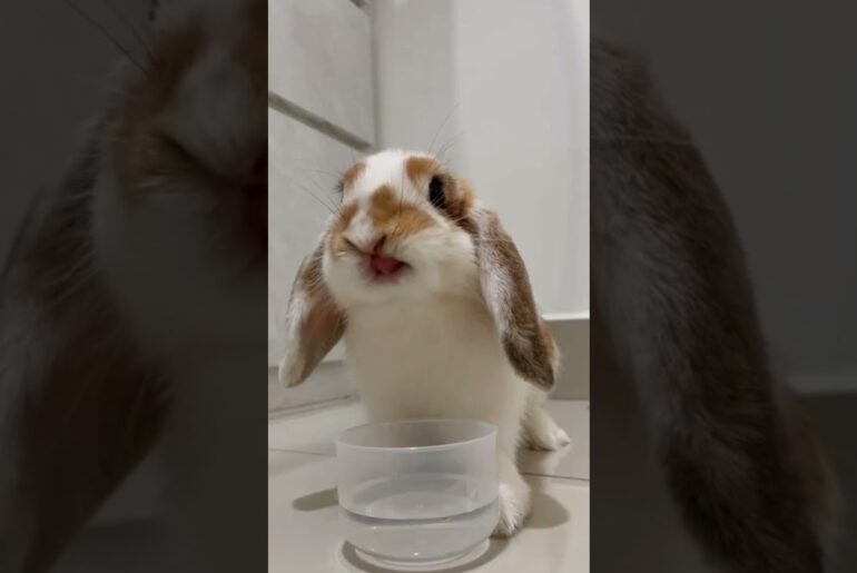 kelinci - cute bunny #shorts