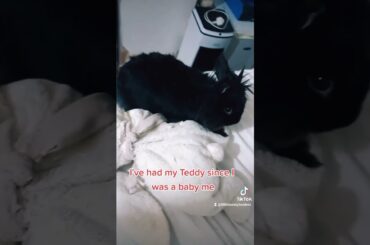 cute bunny loves his Teddy #bunny