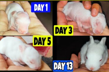 The Cutest Baby Bunny Rabbit Growing Up 1 To 13 Days