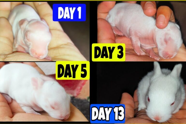 The Cutest Baby Bunny Rabbit Growing Up 1 To 13 Days