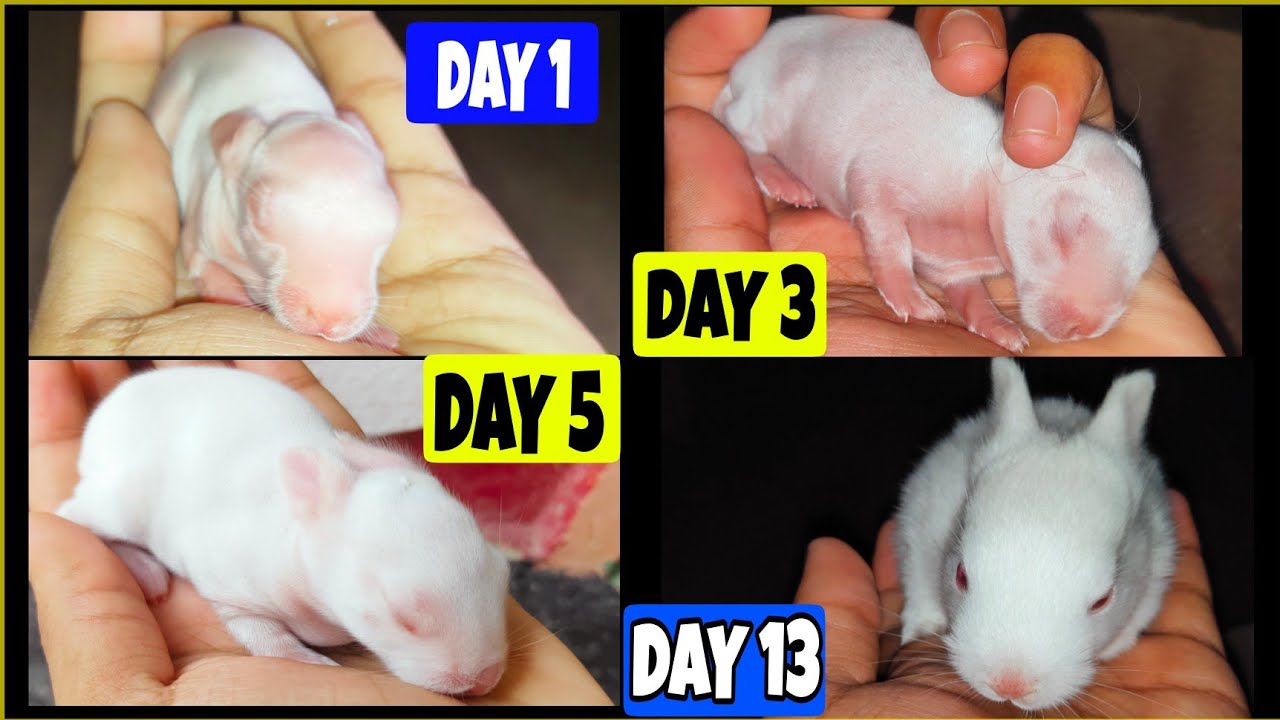 The Cutest Baby Bunny Rabbit Growing Up 1 To 13 Days
