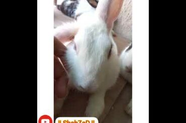 funny and cute rabbit bunny has been resting #Rabbits #shahzadmehar #bunny #Shorts #editing