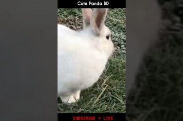 Cute Rabbit | Smart Rabbit | A beautiful Rabbit #shorts