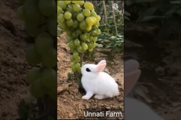 Cute Rabbit Bunny ll Unnati Farm