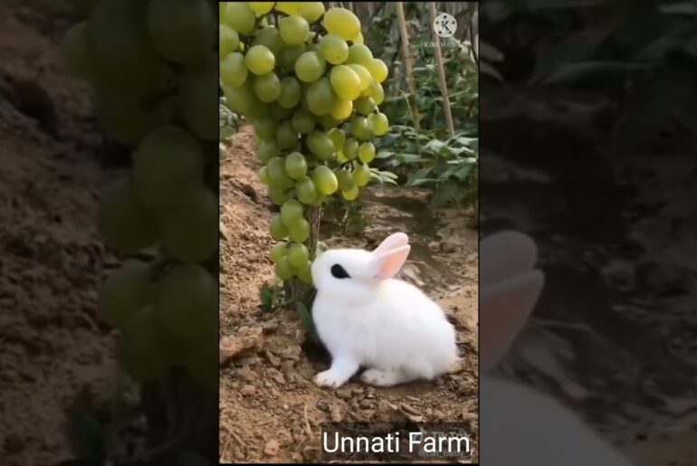 Cute Rabbit Bunny ll Unnati Farm