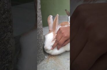 Cute rabbit massage | rabbit care | cute rabbit | pet