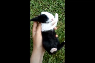 Bunny Acting Like It's DEAD. Cute Baby Rabbit that like to sleep at day time.