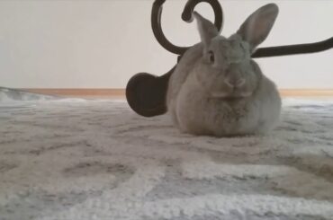 Cute Bunny Goes Into Loaf Position