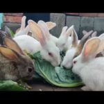 Cute Rabbit video | Group of Rabbits | Rabbit farming at terrace | fluffle