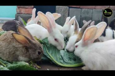 Cute Rabbit video | Group of Rabbits | Rabbit farming at terrace | fluffle