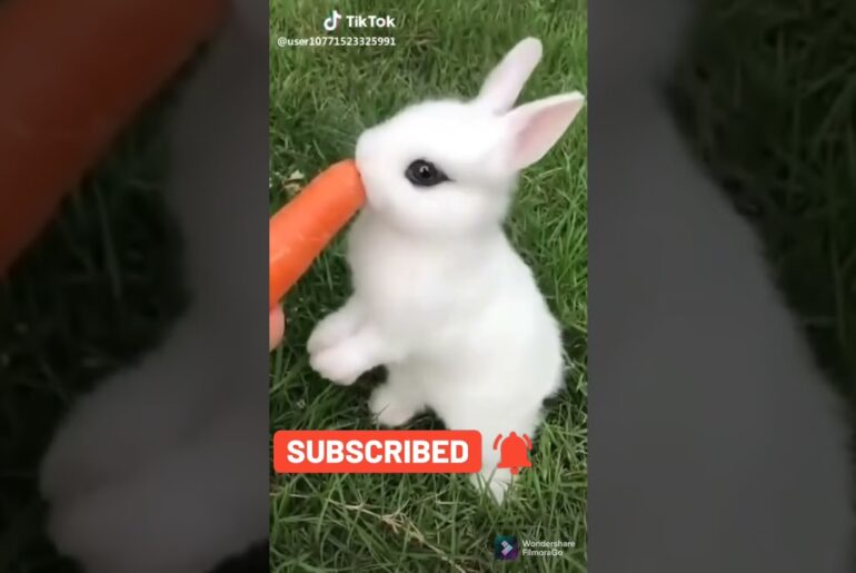 cute baby rabbit videos #shorts