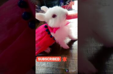 cute baby rabbits videos #shorts