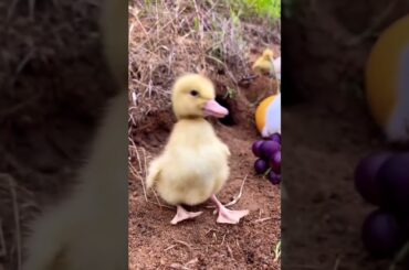 Cute Rabbit Funny | #shorts