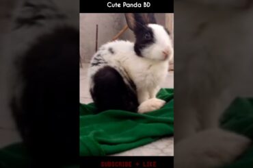 Cute Rabbit | Smart Rabbit | A beautiful Rabbit #shorts