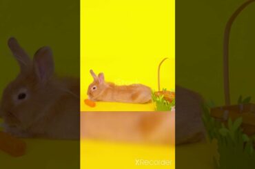 cute rabbit ever seat the funniest reaction moments scenes