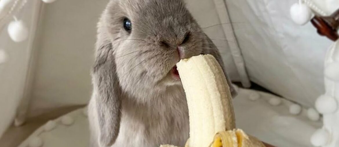 Cute Baby Rabbit Eating Banana | Most Popular Animal Videos Of 2021