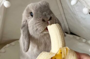 Cute Baby Rabbit Eating Banana | Most Popular Animal Videos Of 2021