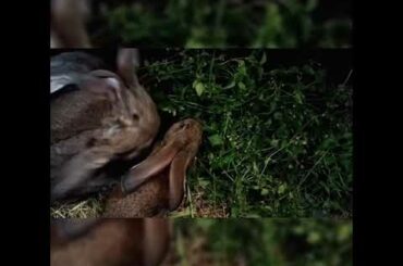 cute rabbit videos compilation_ cute rabbit_ funny #shorts