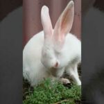 Cute bunny cleaning herself | #Shorts