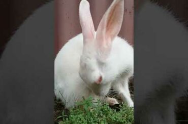 Cute bunny cleaning herself | #Shorts