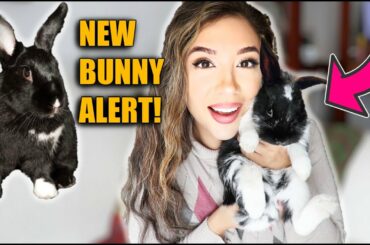 WE HAVE ANOTHER BUNNY!!! (P.S. HE'S A BABY)