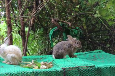 Cute Rabbit Eating Mango