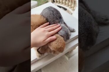 cute baby bunnies / rabbits video / baby rabbit #bunny #rabbit #cute #shorts