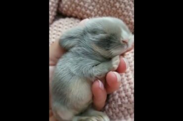 cute baby bunny in hand / bBy rabbits video - baby rabbit #bunny #rabbit #cute #shorts
