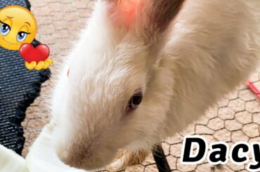 Cute Rabbit | asmr eating cabbage by cutie Dacy | Dacy and Maya