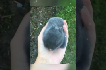 cute baby bunny in hand / rabbits video / baby rabbit #bunny #rabbit #cute #shorts