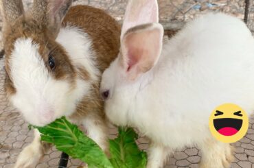 Best Funny Cute Rabbit eating show - DIY Cambodge