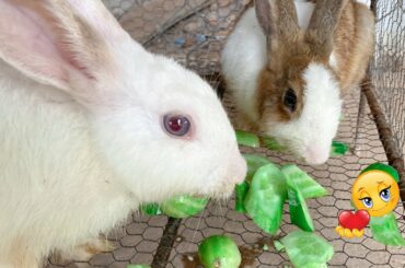 Cute Rabbit love to eat cucumber than carrot | Dacy and Maya