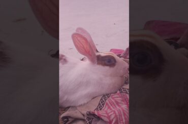 My Cute Rabbit | Pet Rabbit