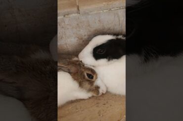 Cute Rabbit Sleeping.