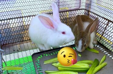 Dacy and Maya | ASMR The cute rabbit always love each other  | Cute Rabbits