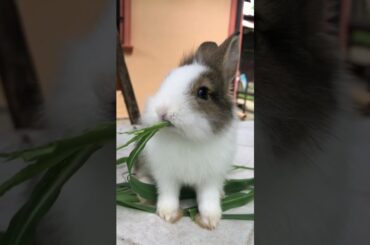 Cute eating baby bunny