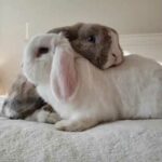 Did you hear that | Cute Rabbits Cute Bunny Video