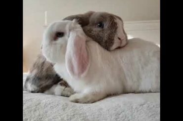 Did you hear that | Cute Rabbits Cute Bunny Video