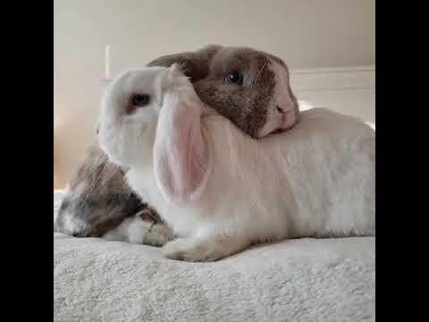 Did you hear that | Cute Rabbits Cute Bunny Video