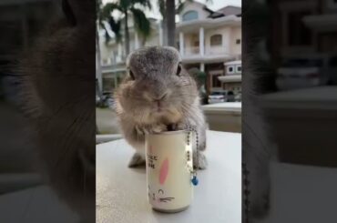 cute baby bunny in style / rabbits video / baby rabbit #bunny #rabbit #cute #shorts