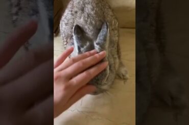 cute baby bunny in hand / rabbits video / baby rabbit #bunny #rabbit #cute #shorts