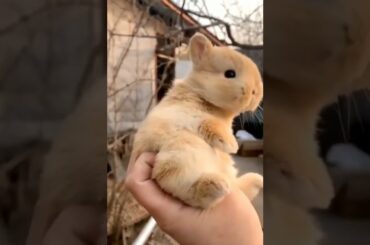 cute baby bunny in hand / baby rabbits video / baby rabbit #bunny #rabbit #cute #shorts