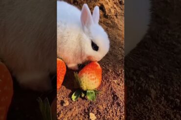 Cute bunny eating strawberry