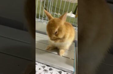 Cute Baby Rabbit Washing Her Face | Rabbit Washing Ears #Shorts