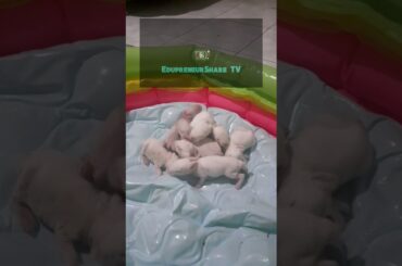 Hycole Baby Bunnies Day - 5 | Cutest Rabbit Kids Video #EdupreneurShare TV