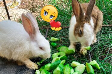 Cute Rabbit | asmr funny eating on the green grass by cute rabbits | Dacy and Maya