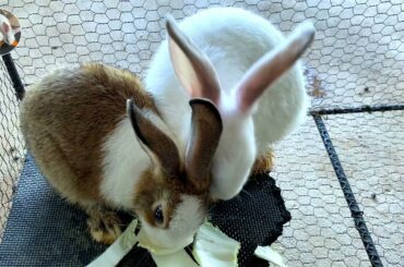 Cute Rabbit | asmr eating - I love you the most | Dacy and Maya