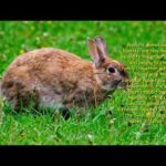 Funny and Cute  Bunny Rabbit Videos /  Sleeping Bunnies - Lovely